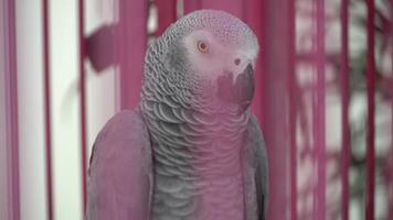 bellissimo di pappagallo nel uccello gabbia, parrocchetto animale con rumoroso e giocoso nel zoo, bello e intelligente, animale domestico e amichevole, 4k filmato. video