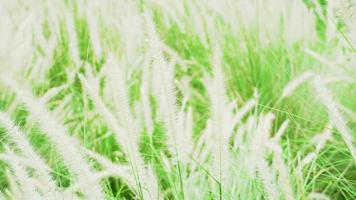 bellissimo meraviglioso erba fiore con vento ondeggiare nel il parco, cogon erba con brezza nel estate giorno, primavera e autunno natura nel campagna, lalang fiore nel prato, ambiente concetto. video