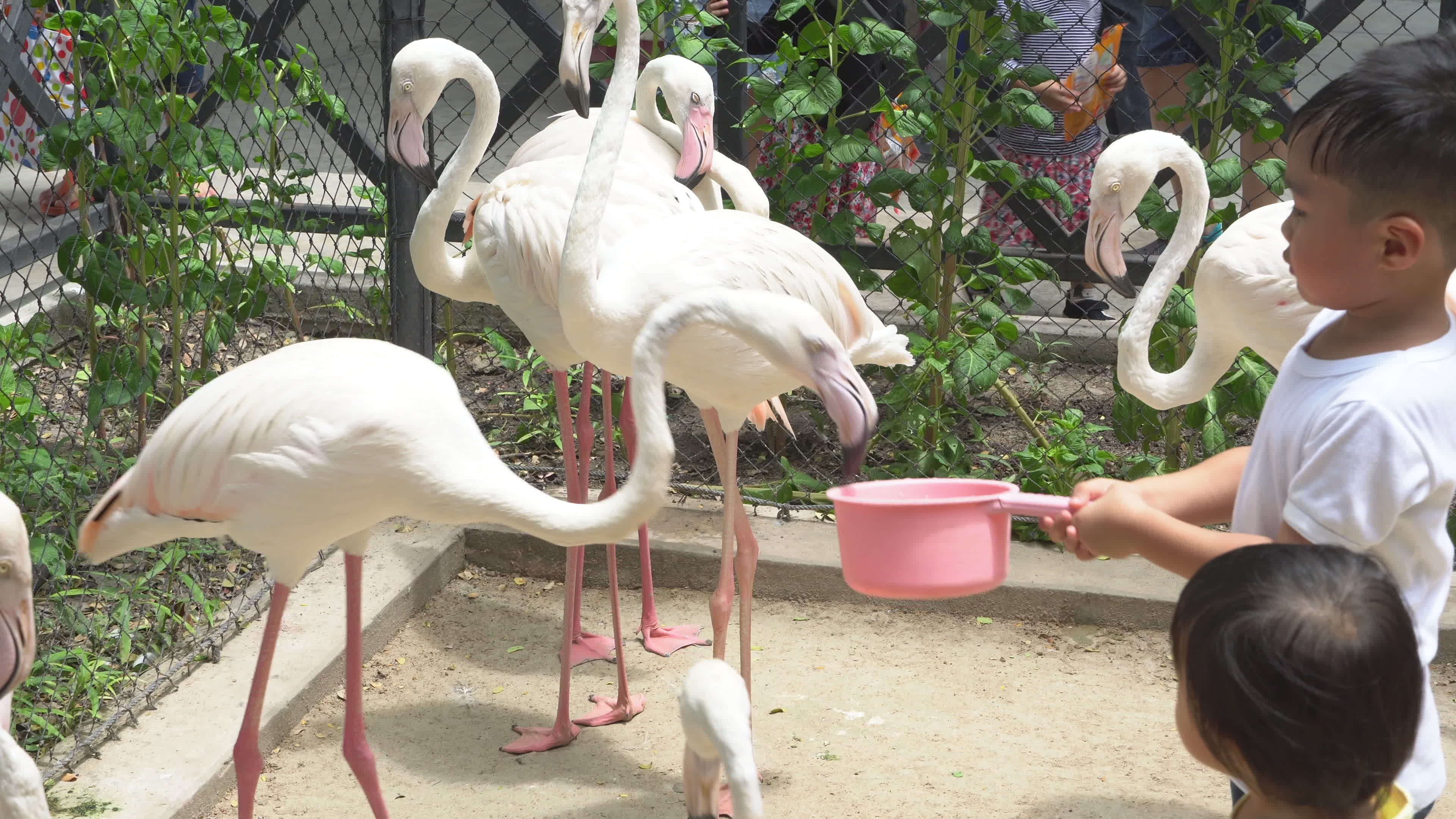 Happy of asian child is feeding food flamingo in zoo with excited, boy to travel for activity in summer, children cheerful having friendship with animal, flamingo is wildlife eat food in bucket. Happy of asian child is feeding food flamingo in zoo with excited, boy to travel for activity in summer, children cheerful having friendship with animal, flamingo is wildlife eat food in bucket.