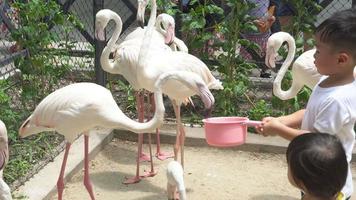 feliz de un niño asiático está alimentando a un flamenco en el zoológico con un niño emocionado que viaja para realizar actividades en verano, niños alegres que tienen amistad con un animal, el flamenco es vida silvestre come comida en un balde. video