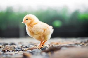 A little chicken in the garden photo