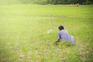 agricultor tailandés deshierbe malezas en el campo de arroz foto