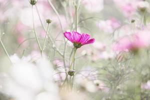 Pink cosmos flower in the garden photo