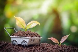 plantas que crecen en carretilla foto