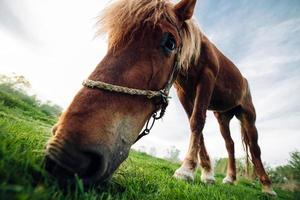 caballo en el prado mirando directamente a la cámara foto