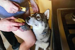 dog waiting for food photo