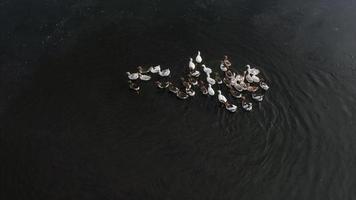 Geese in water, swim on the river, sunny day photo