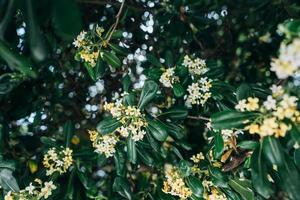 Pittosporum Tobira flowers and leaves, close angle photo