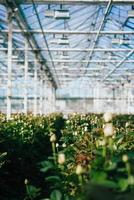 rosas de invernadero que crecen bajo la luz del día. foto