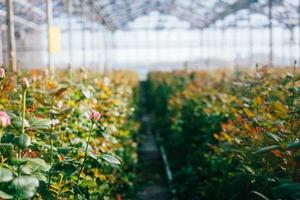 Greenhouse roses growing under daylight. photo