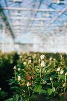 Greenhouse roses growing under daylight. photo