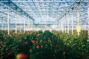 Greenhouse roses growing under daylight. photo