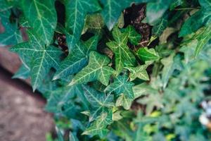 una planta de hoja perenne se encrespa alrededor de un árbol: hiedra. foto