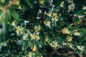 Pittosporum Tobira flowers and leaves, close angle photo