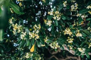 Pittosporum Tobira flowers and leaves, close angle photo