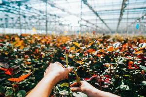 Someone is cutting a rose in a greenhouse photo