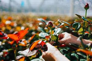 Someone is cutting a rose in a greenhouse photo