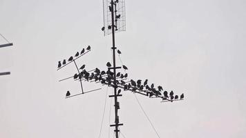 vogel silhouet neergestreken Aan televisie antenne filmmateriaal. video