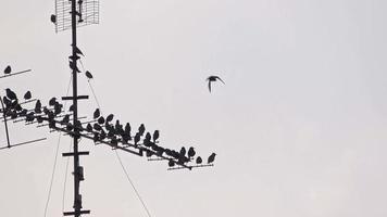 vogel silhouet neergestreken Aan televisie antenne filmmateriaal. video
