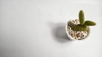 Plastic ornamental plant on a white background photo