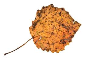 back side of broken autumn fallen leaf of aspen photo