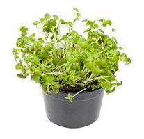 living green mustard cress in pot isolated photo