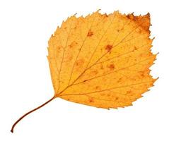 back side of yellow dried leaf of hawthorn tree photo