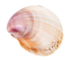 brown and purple shell of clam isolated on white photo