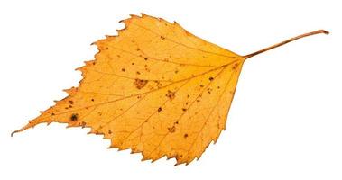 dried leaf of birch tree isolated on white photo