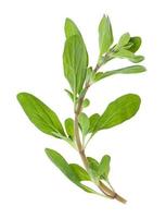 fresh marjoram Origanum majorana herb isolated photo