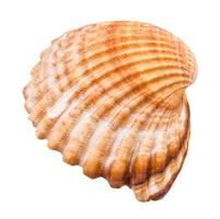 brown shell of cockle isolated on white photo