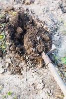 digging of garden bed by shovel photo