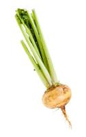 single fresh organic turnip with stems isolated photo