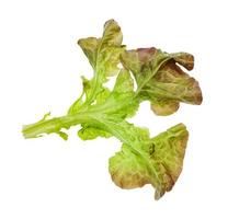 leaf of Oak leaf lettuce isolated on white photo