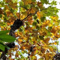 follaje amarillo y verde del árbol de arce en otoño foto