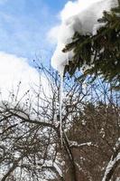 icicle from melting snow on branch of fir-tree photo