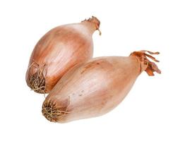 two bulbs of shallot onion close-up isolated photo