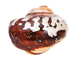 shell of nautilus mollusc isolated on white photo