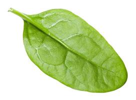 single natural green leaf of Spinach isolated photo