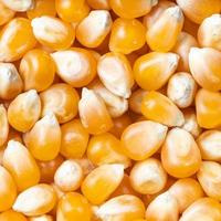 raw maize corns close up photo