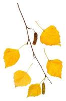 twig with yellow autumn leaves of birch tree photo