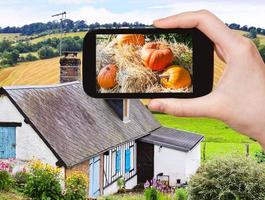 imagen de calabazas maduras sobre paja en una granja campesina foto