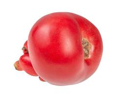 fresh pink tomato with sprouts isolated on white photo