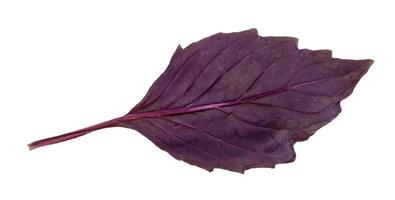 back side of leaf of fresh dark purple basil herb photo