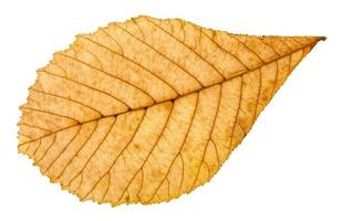 back side of autumn yellow leaf of horse chestnut photo