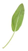 back side of green leaf of sage herb isolated photo