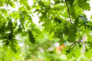 green leaves of oak tree and view of country house photo