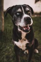 Portrait of dog with 2 different eyes colour photo