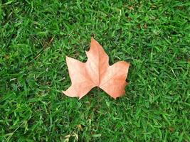 Concept, the arrival of autumn. Lonely leaf on the lawn photo