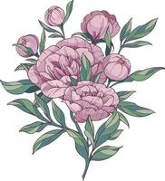 Bouquet of pink peonies. Line drawing flowers and leaves. Colored elements isolated. vector